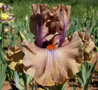 Jealous Guy Bearded Iris Seeds