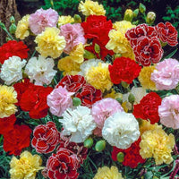 Chabaud Carnation Set – Dianthus Seeds