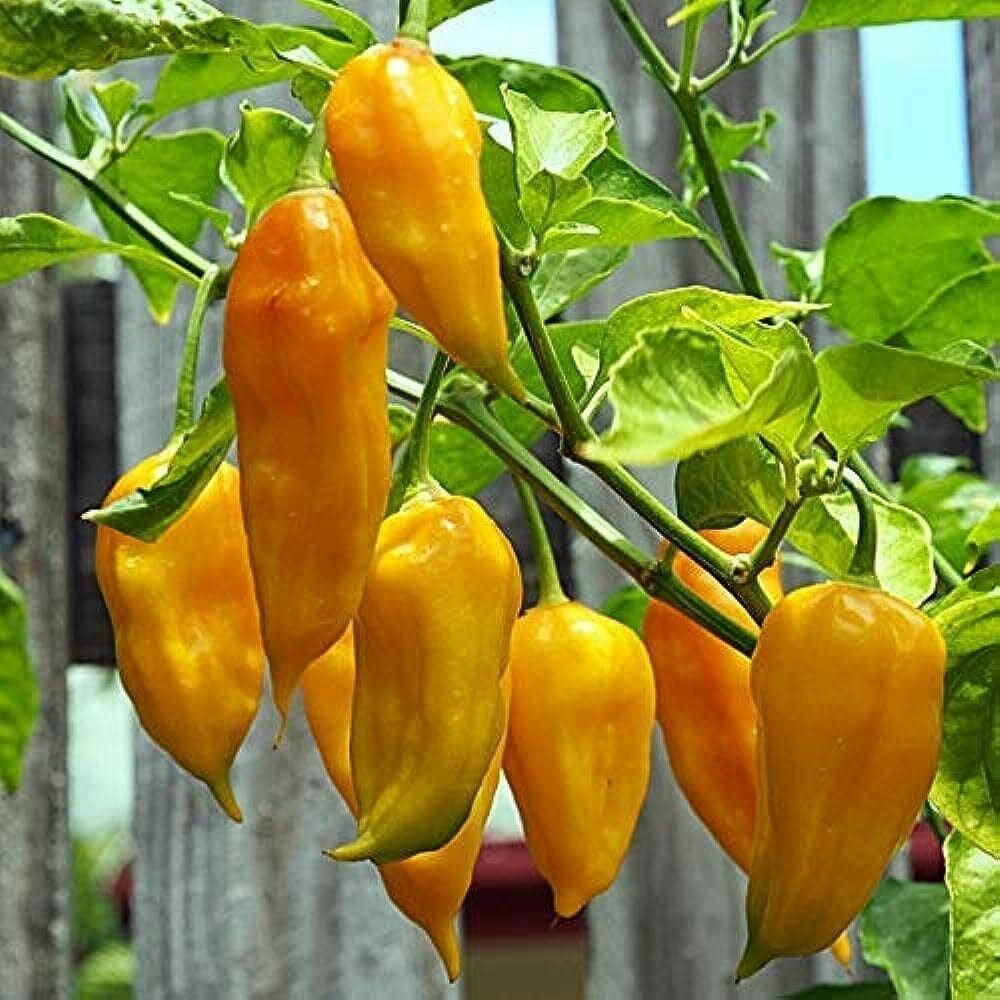Yellow Ghost Pepper Capsicum chinense for planting in veg patch