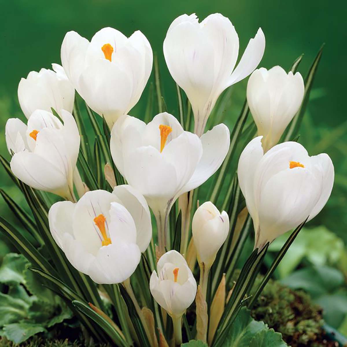 Ice Queen Giant Snow Crocus Seeds