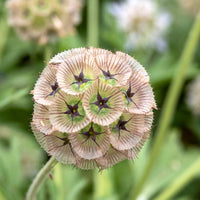 Heirloom Non-GMO Drumstick Scabiosa Flower Seeds for Planting – Unique Globe-Shaped Garden Blooms