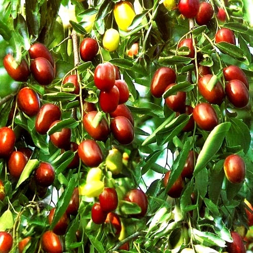 Red Date Seeds