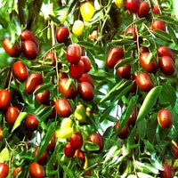 Red Date Seeds