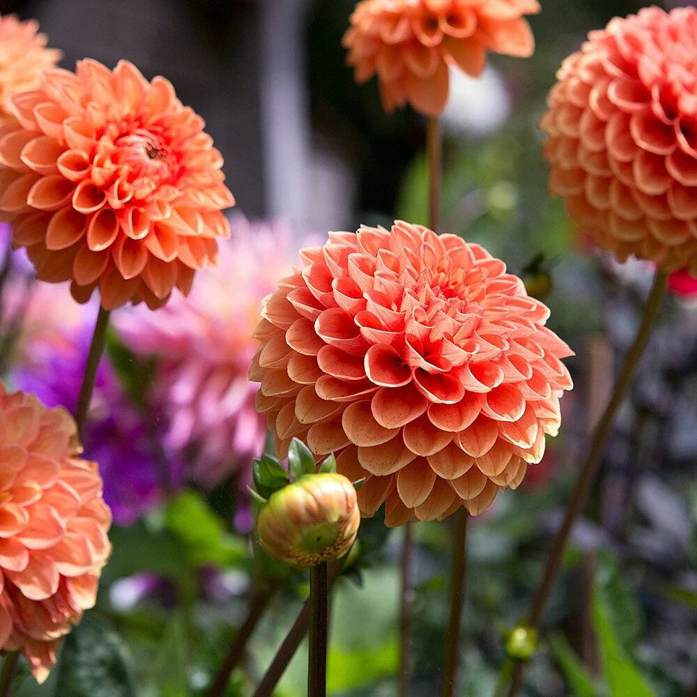 Orange Impact Dahlia