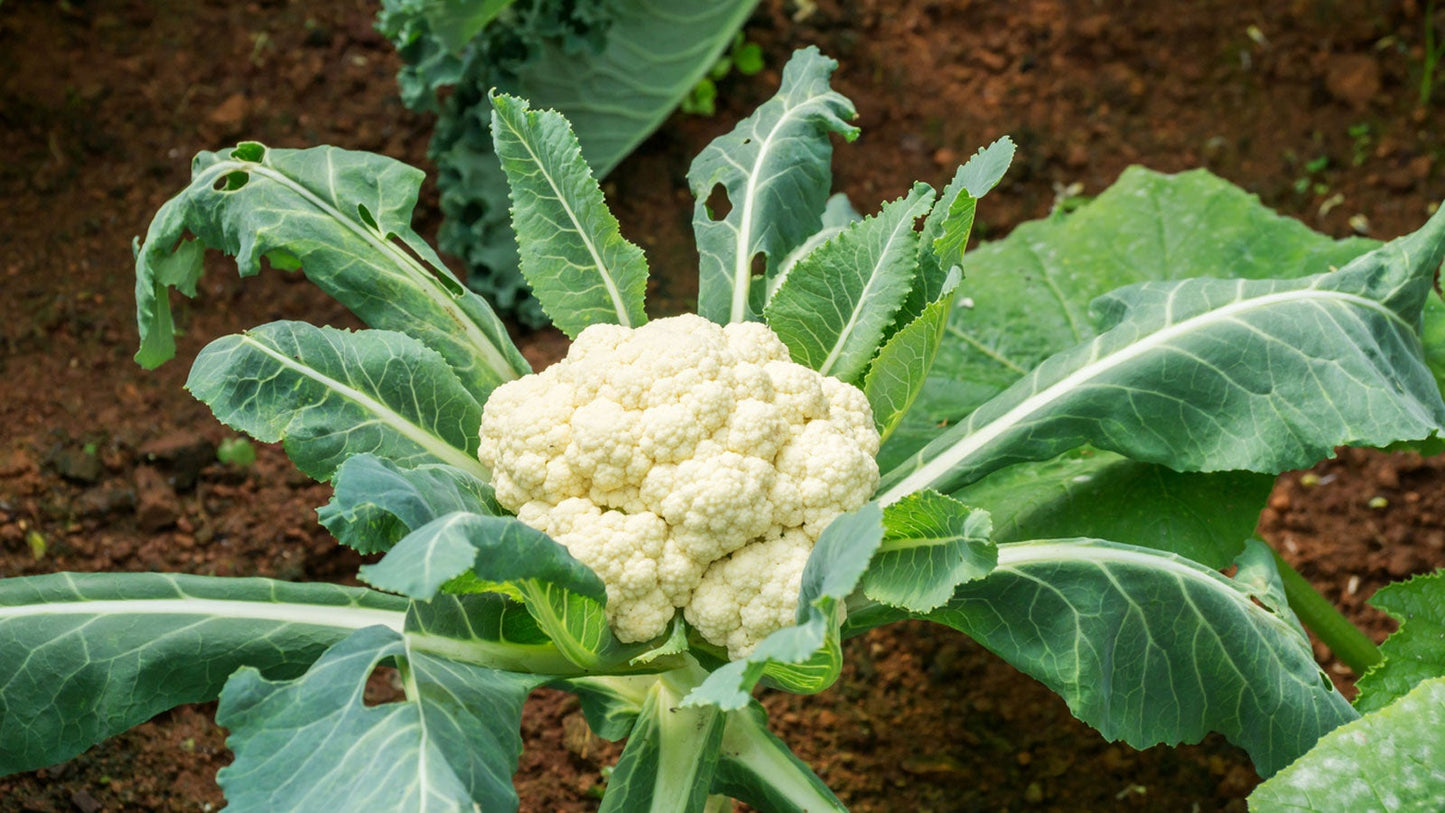 EarliSnow – Cauliflower Seed
