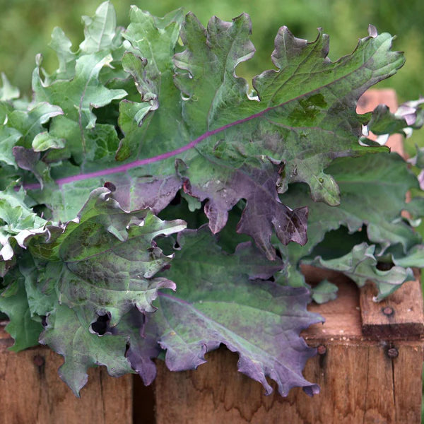 Kale- Red Russian
