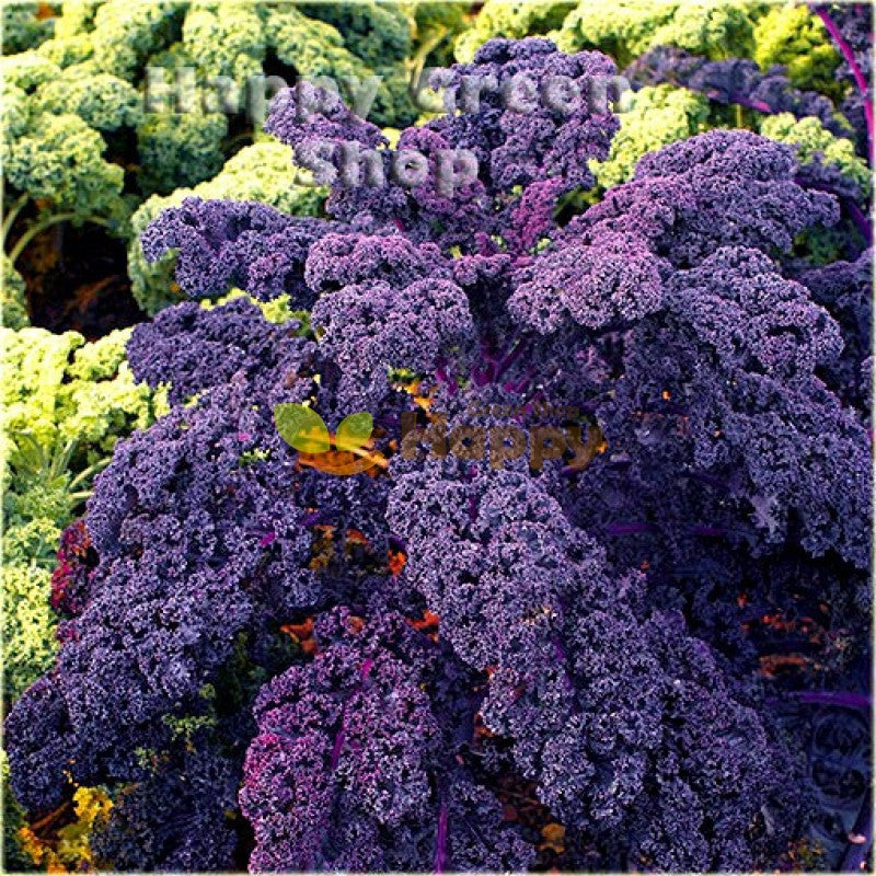 Redbor – Organic Kale Seed