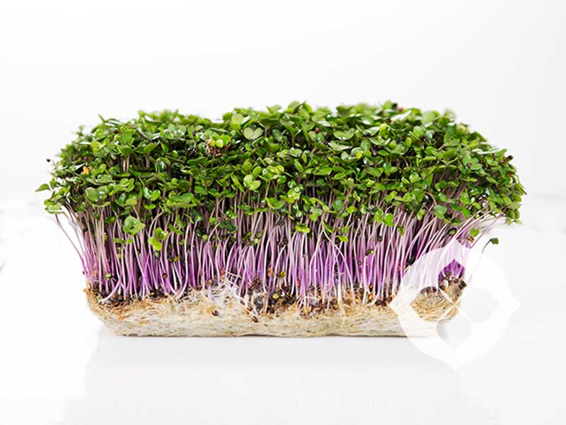 Mustard, Red Giant – Microgreen Seed