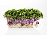 Mustard, Red Giant – Microgreen Seed