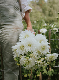 Karma Maarten Zwaan Dahlia