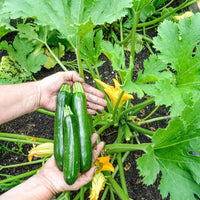 Kefren – Zucchini Squash Seed