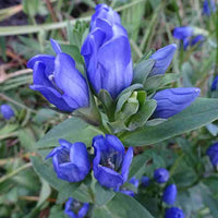 Heirloom Non-GMO Blue Gentiana Sceptrum Flower Seeds for Alpine Garden Beds and Vibrant Outdoor Planting for planting in home garden