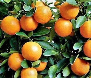 Citrus Kinnow Seeds