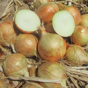 New York Early – Onion Seed
