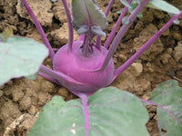 Kolibri – Organic Kohlrabi Seed