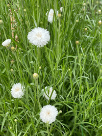 Cornflower- White Ball