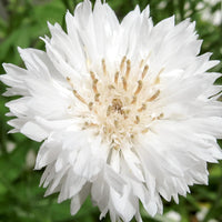 Cornflower- White Ball