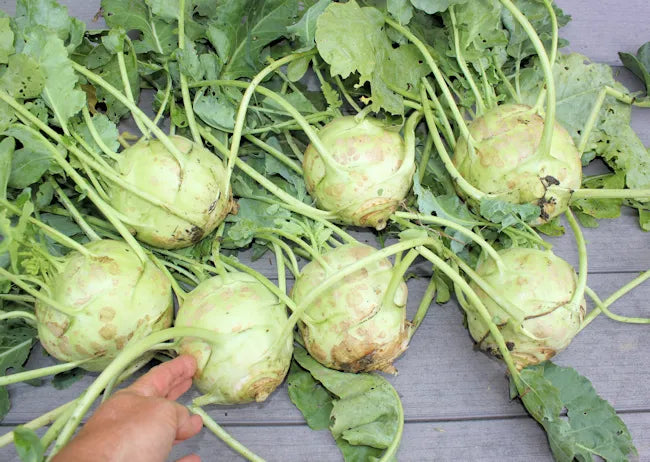 Kossak – Kohlrabi Seed