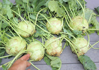 Kossak – Kohlrabi Seed