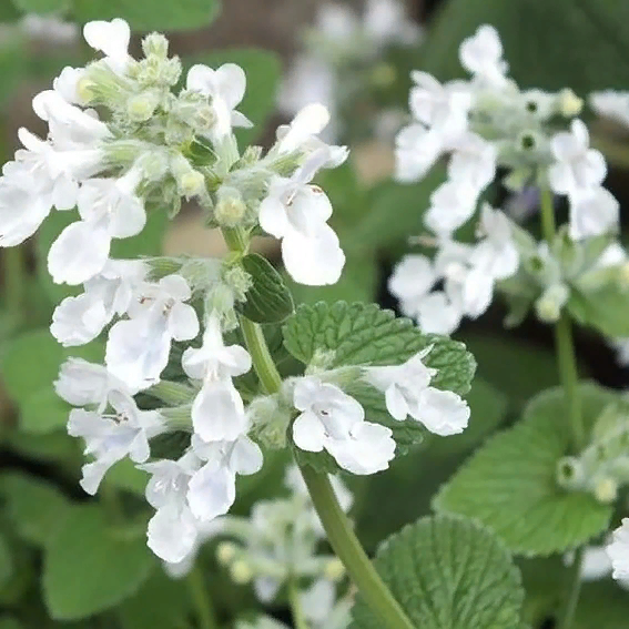 Catmint- Snow Panther