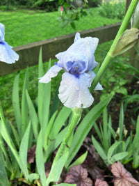 Forever Blue Dwarf Reblooming Bearded Iris Seeds