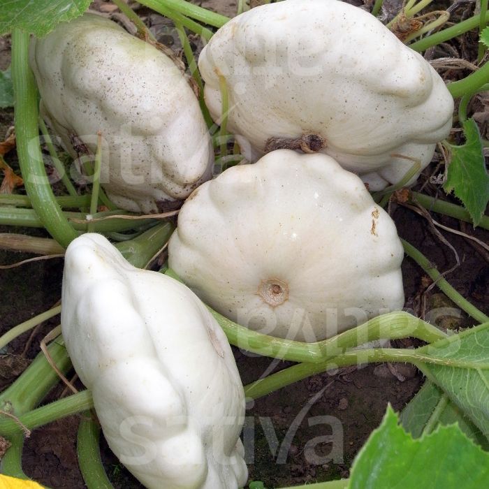 Squash Patisson White Vegetable Seeds for Planting – Non-GMO, Heirloom Garden Seeds for Your Garden