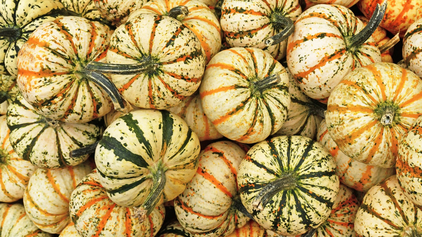 Carnival – Pumpkin Seed