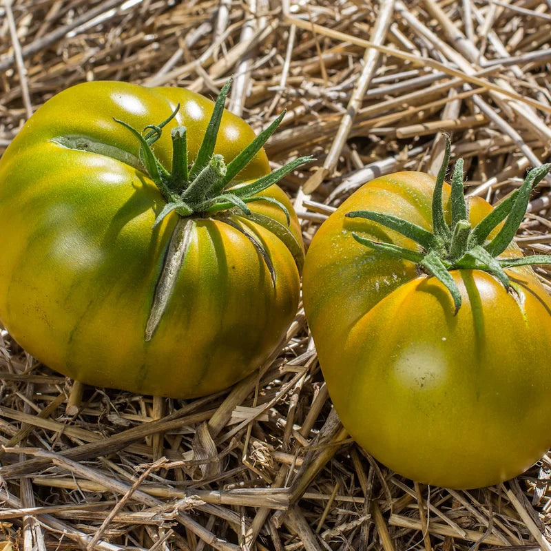 Cherokee Green – Organic Tomato Seed