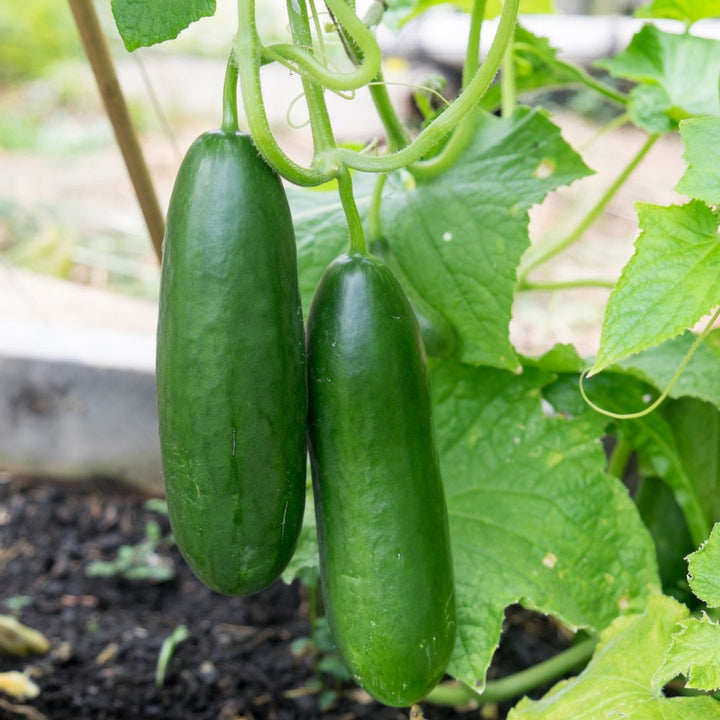 Organic Mini La Diva Cucumber Vegetable Seeds for Planting - Non-GMO garden Seeds