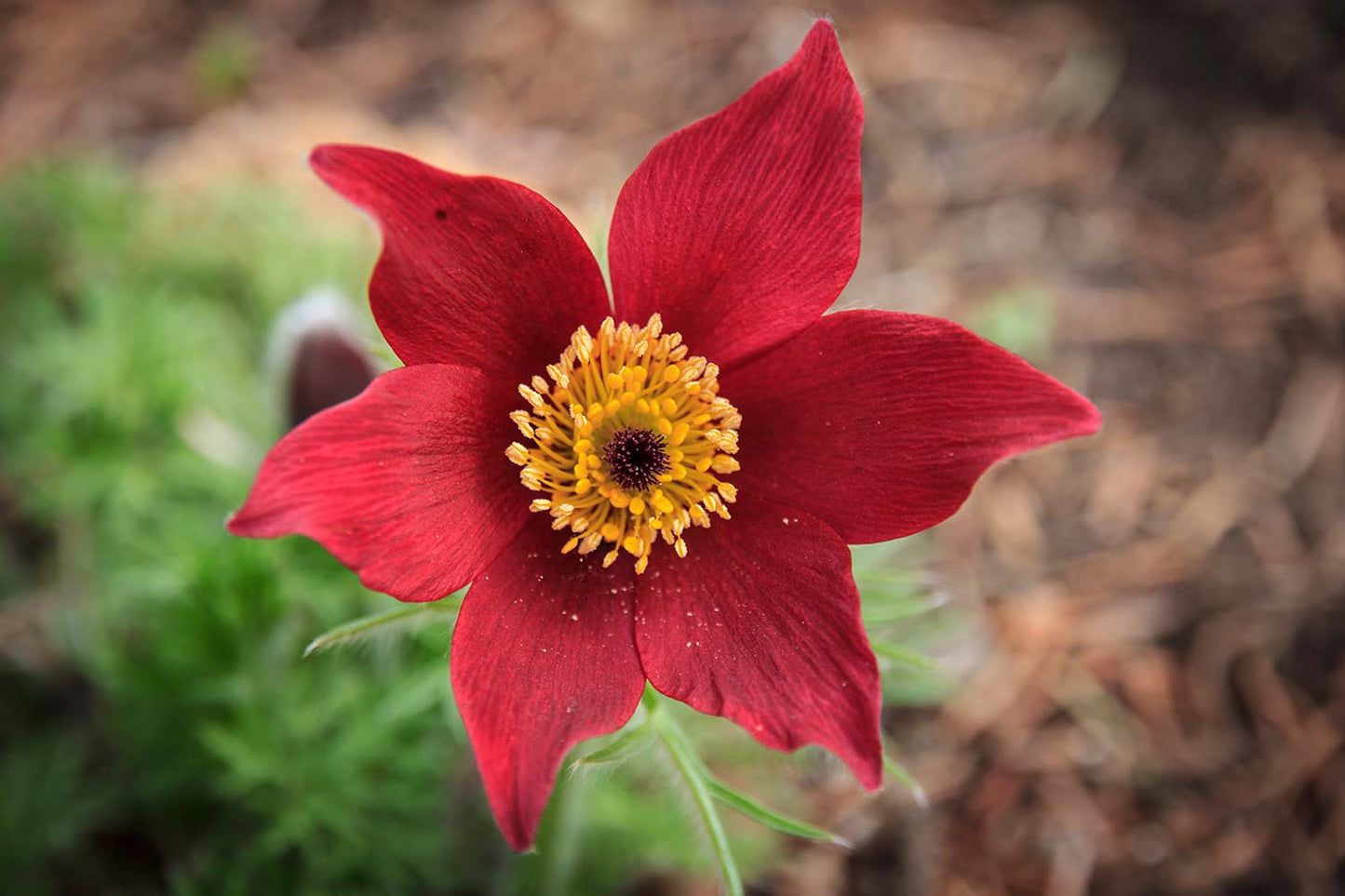Red Pasque Flower