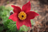 Red Pasque Flower