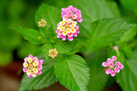 Heirloom Non-GMO Lantana Camara Flower Seeds for Planting – Colorful Drought-Tolerant Garden Blooms