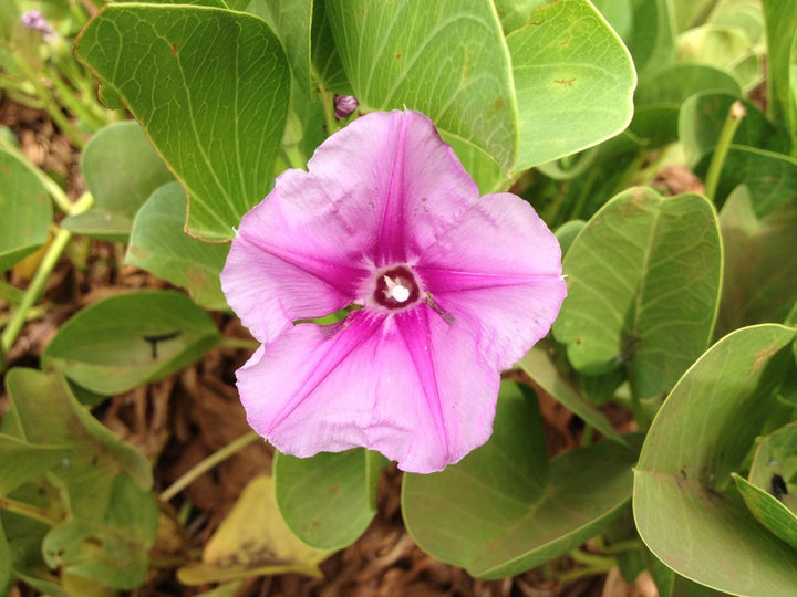 Heirloom Ipomea Pes-caprae Flower Seeds for Planting, Non-GMO