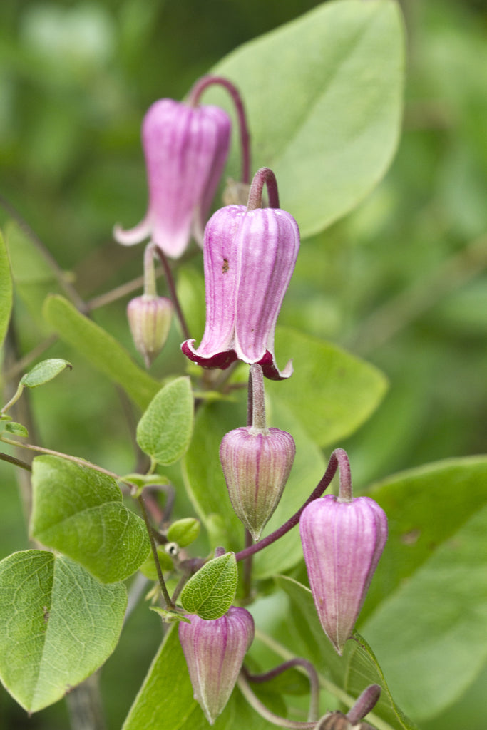 Heirloom Non-GMO Clematis Reticulata Flower Seeds – Climbing Vine Flower Seeds for Planting