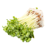 Radish, Daikon – Organic Sprouting Seeds