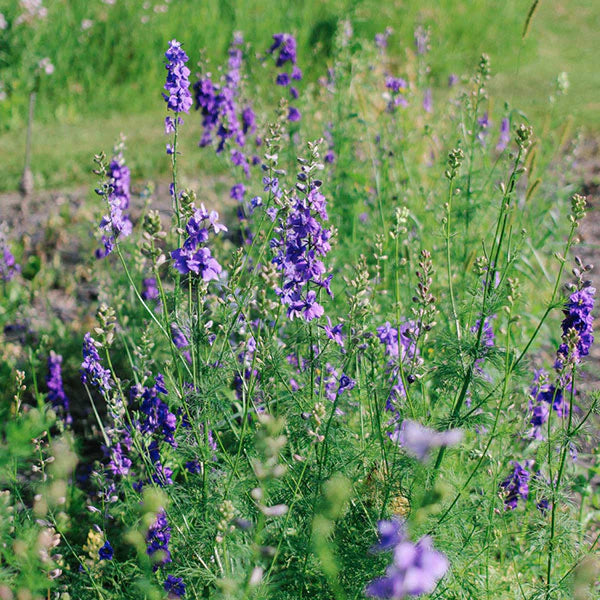 QIS? Dark Blue – Larkspur Seed