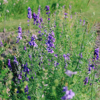 QIS? Dark Blue – Larkspur Seed