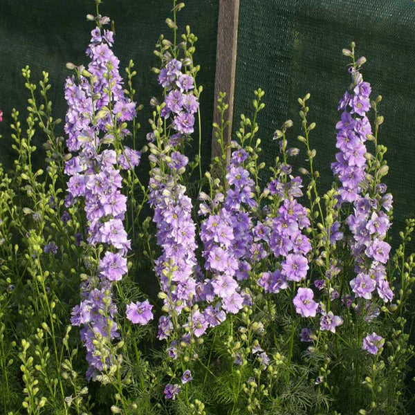 QIS? Light Blue – Larkspur Seed