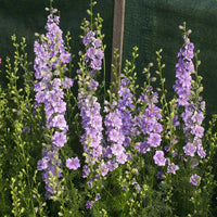 QIS? Light Blue – Larkspur Seed