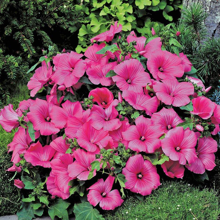 Organic Heirloom Non-GMO Lavatera Seeds for Planting – Fresh Vibrant Garden Blooms