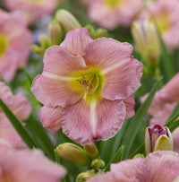 Heirloom Daylily Reblooming Flower Seeds for Planting, Non-GMO - Daylily for planting in home garden