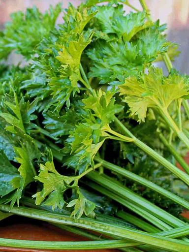 Leaf Celery- Amsterdam