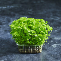 Lemon Balm – Microgreen Seed