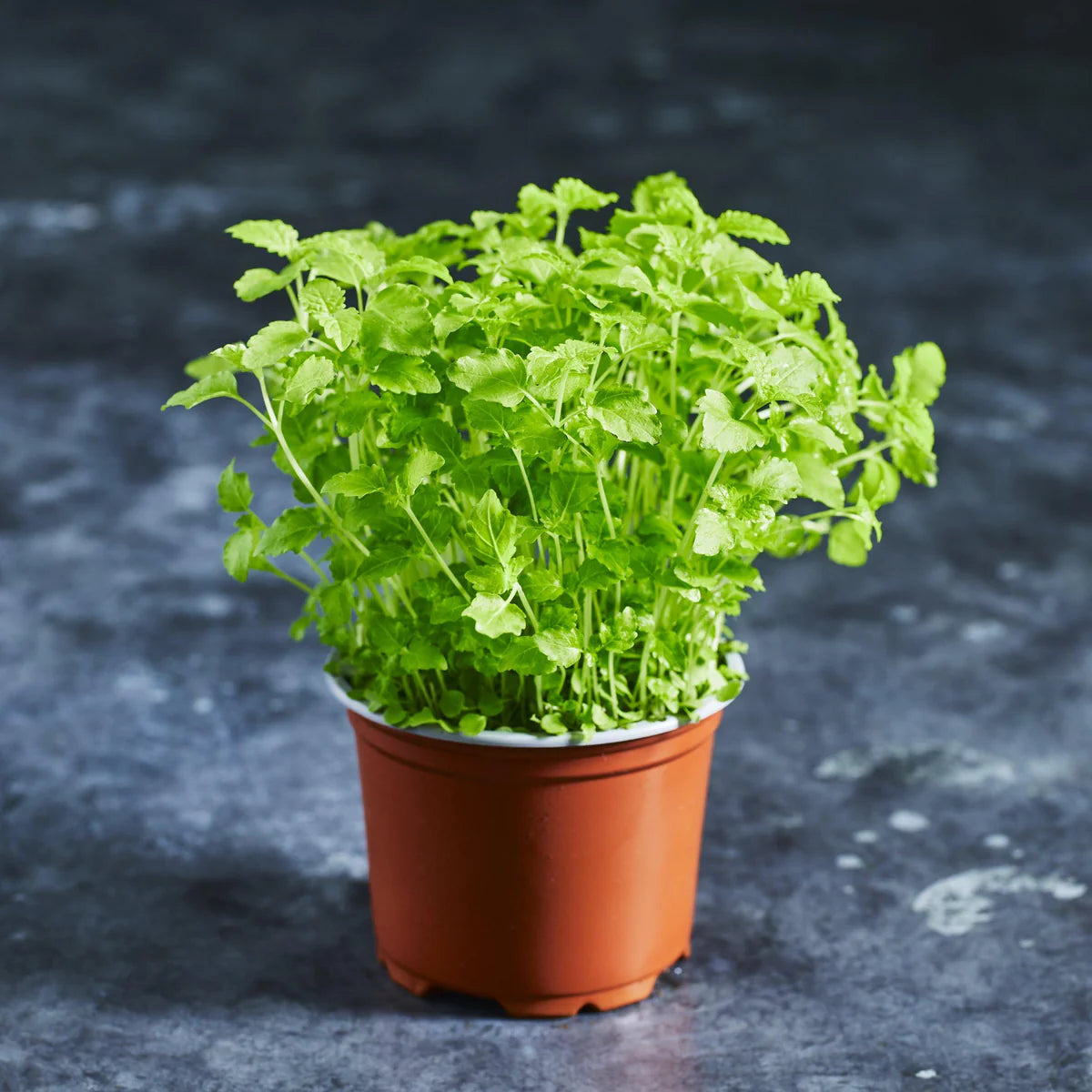 Lemon Balm – Microgreen Seed