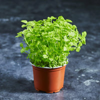 Lemon Balm – Microgreen Seed