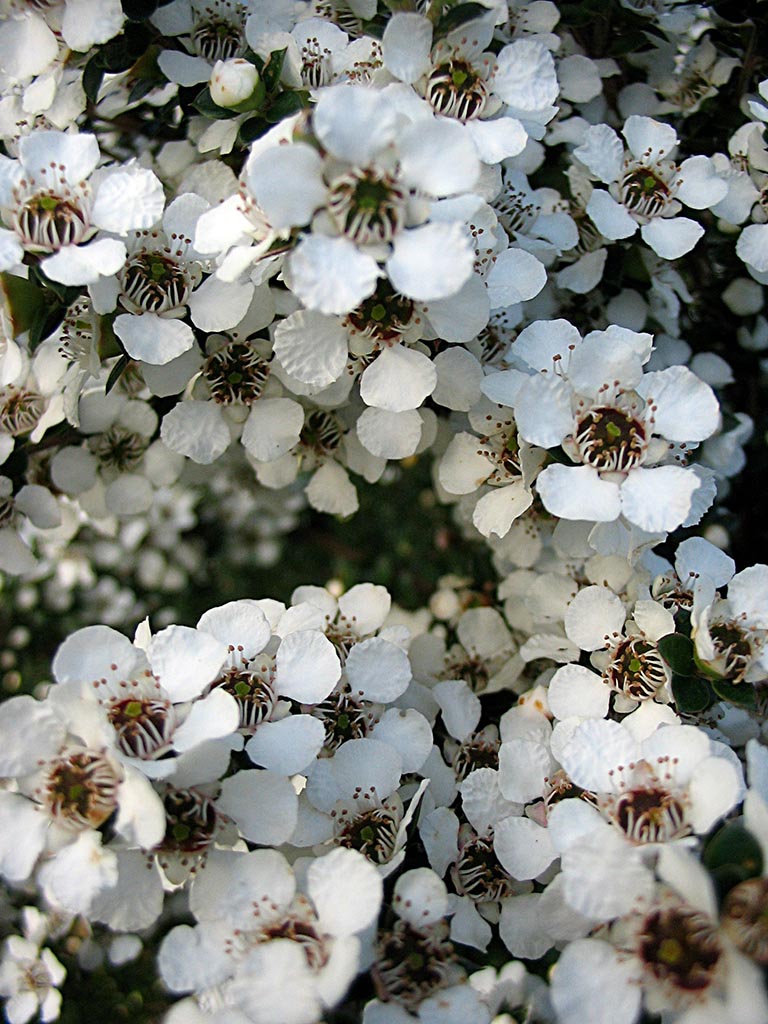 Heirloom Non-GMO Leptospermum Flower Seeds for Planting – Tea Tree Ornamental Garden Blooms - Non-GMO for planting in home garden