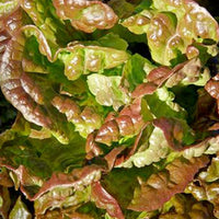 Lettuce- Mignonette Brown