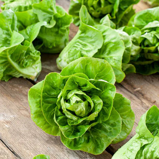 Mirlo – Organic Lettuce Seed