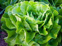 Green Star – Lettuce Seed