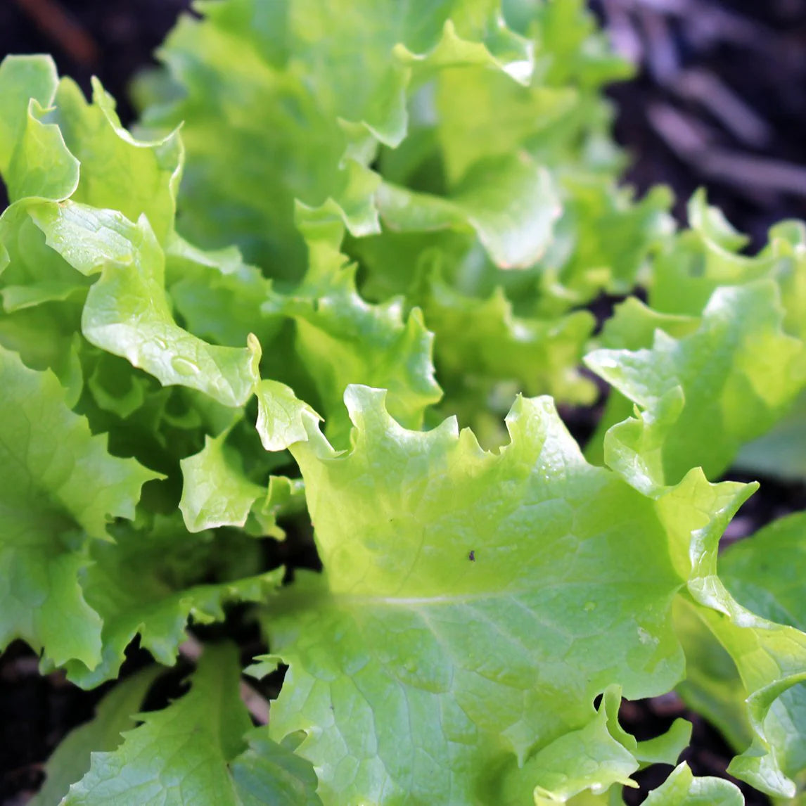 Tango – Lettuce Seed